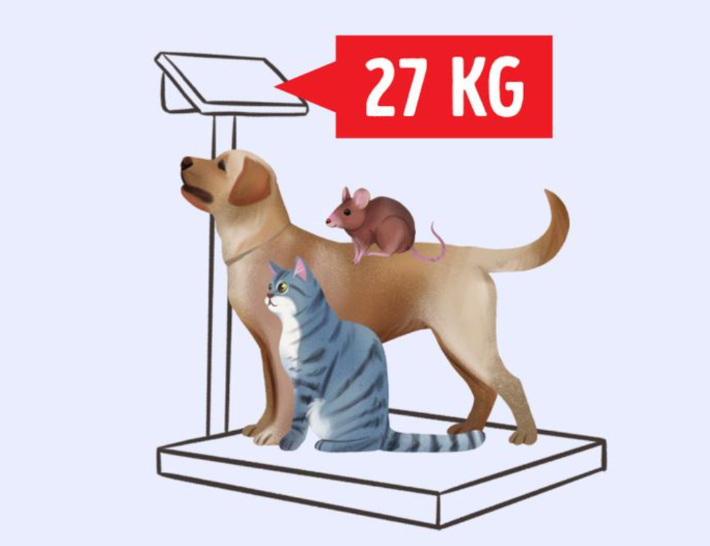 test logica cane gatto topo