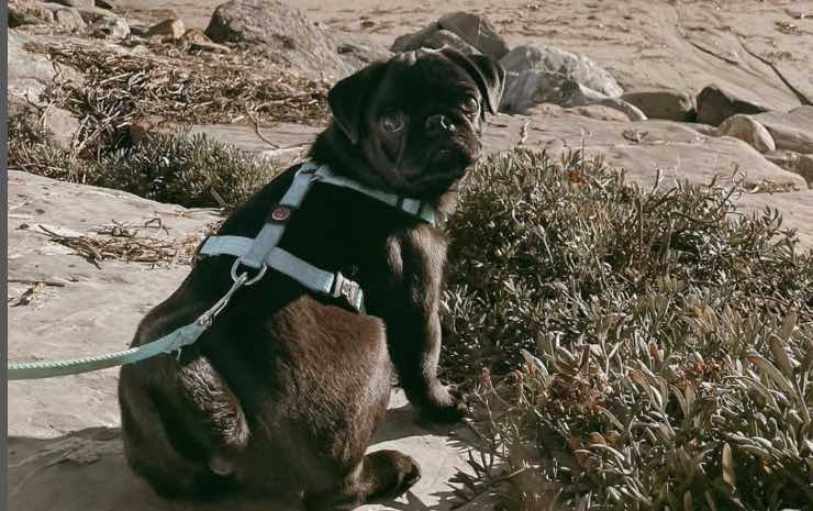 Il cagnolino di Andrea Zenga e Rosalinda Cannavò