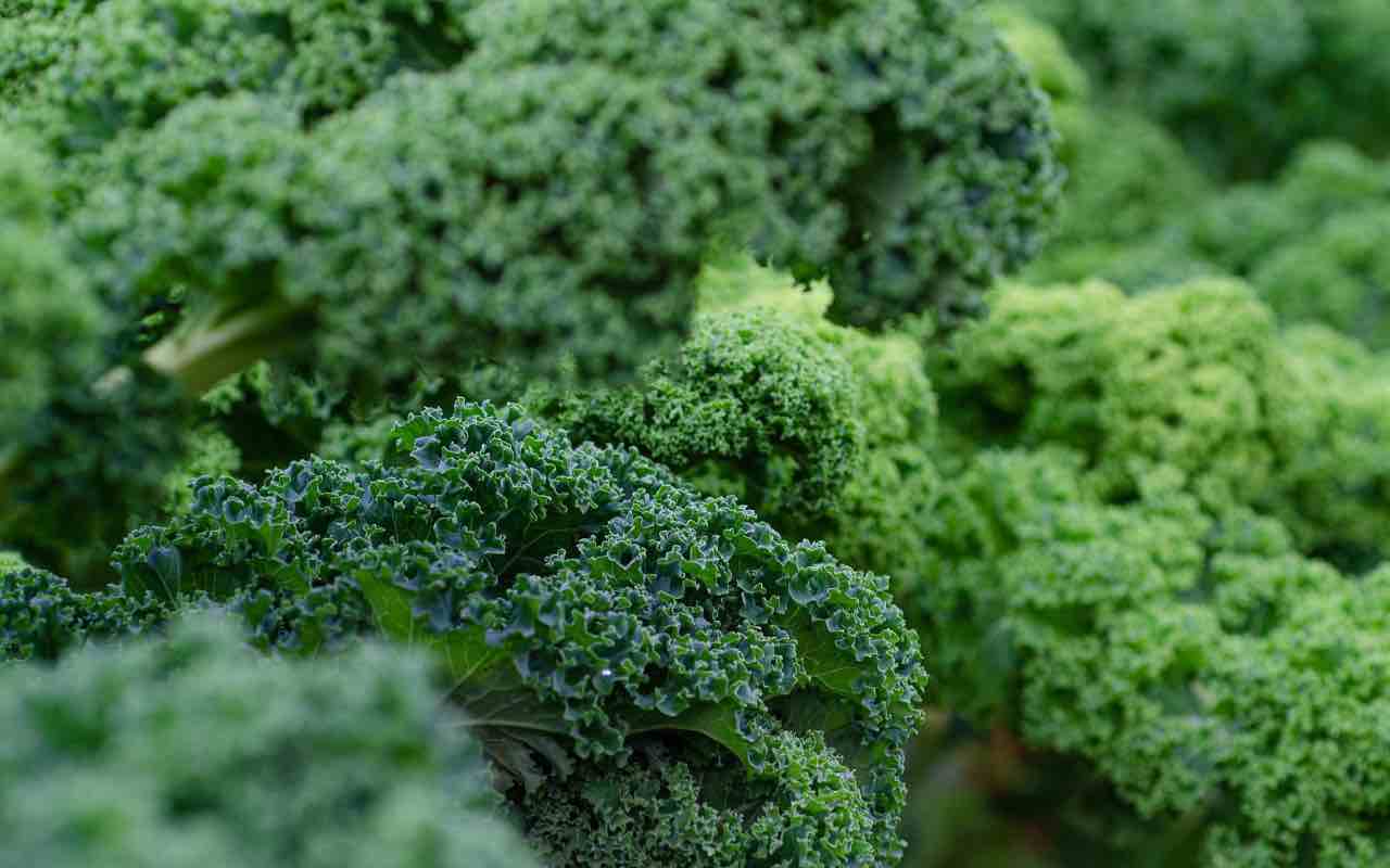 Kale Superfood (Pixabay)