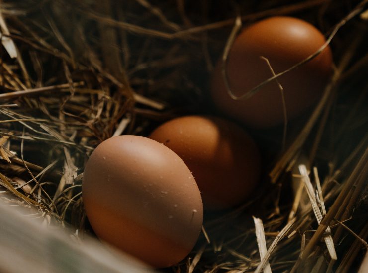 Rischio uova sporche | I danni potrebbero essere pesantissimi: non fatelo assolutamente
