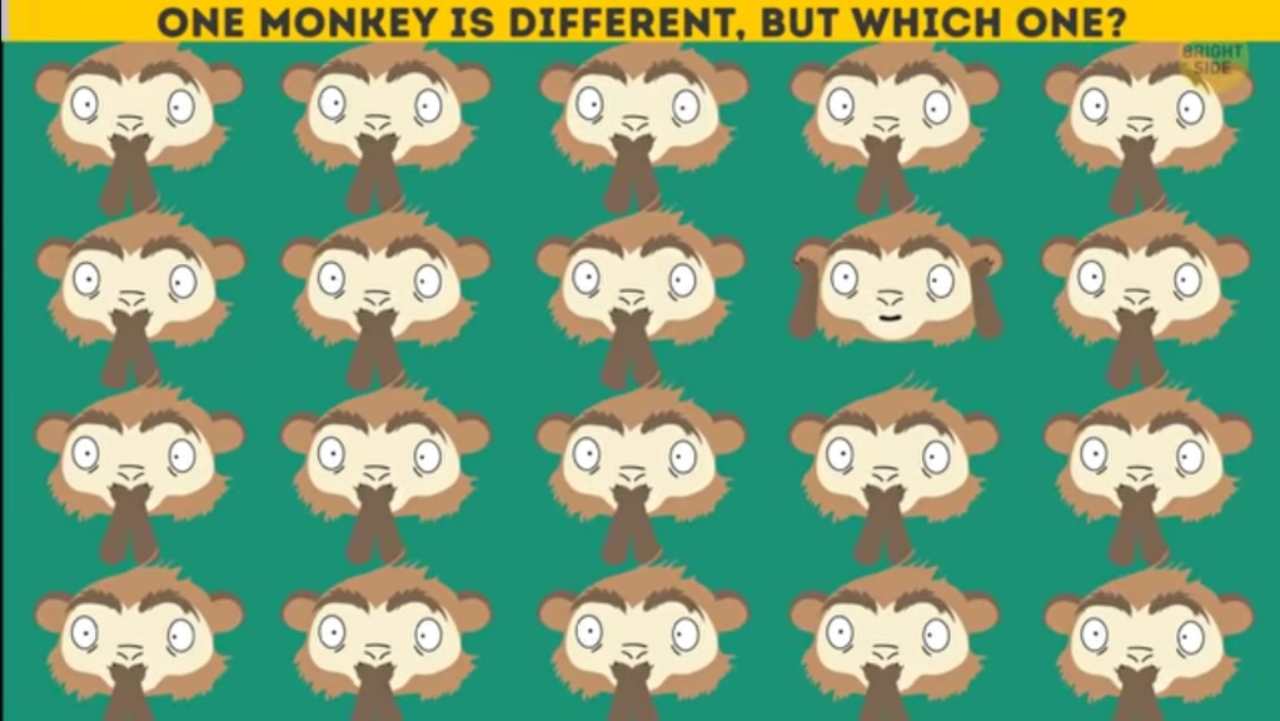 Rompicapo delle scimmiette | Ti sembrano tutte uguali? Hai 5 secondi per trovare quella diversa mi
