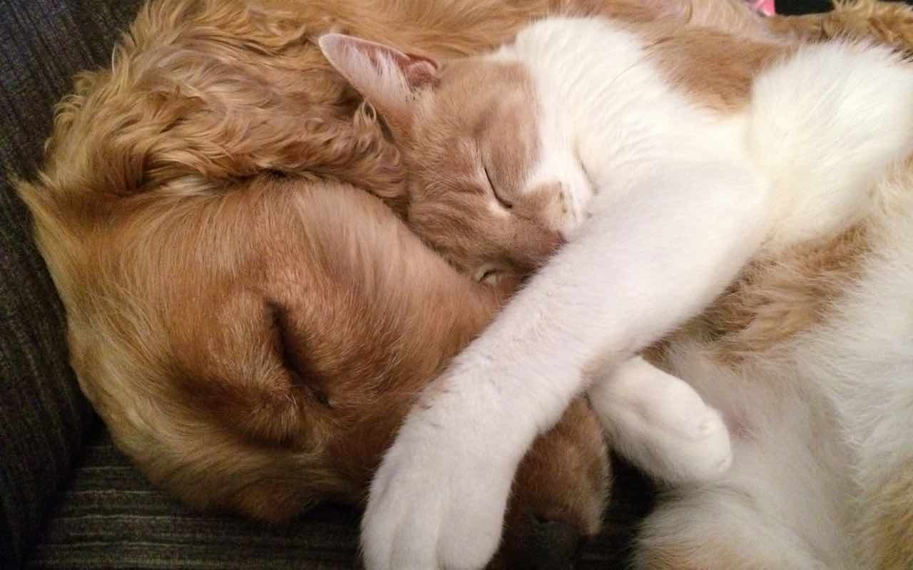Cani e Gatti (Pixabay)