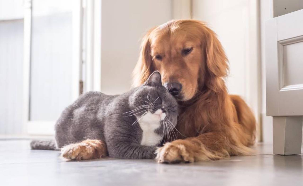Cani e gatti covid (farmaciazorzi.com)