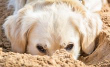 Cane in spiaggia (Pixabay)