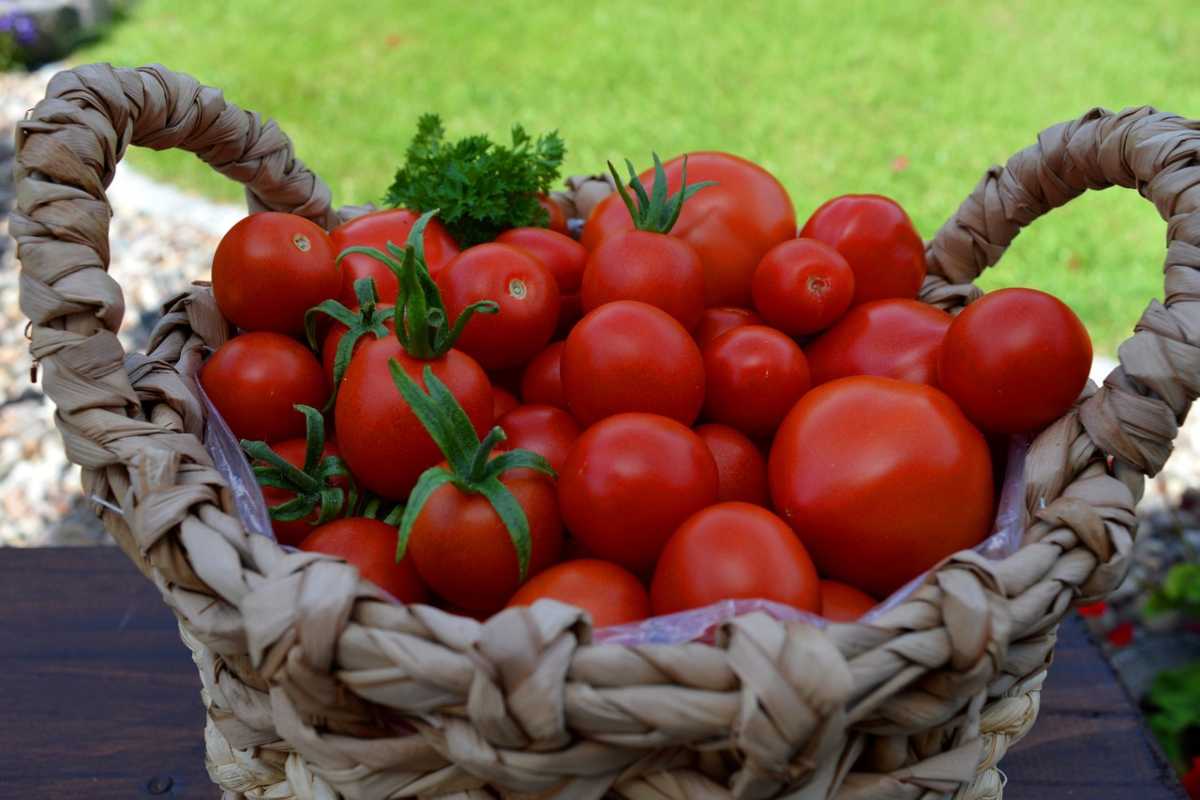 Cesto di pomodori