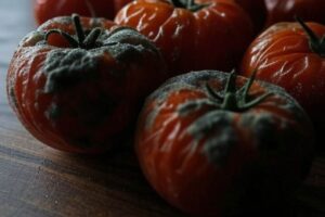 Pomodori ammuffiti