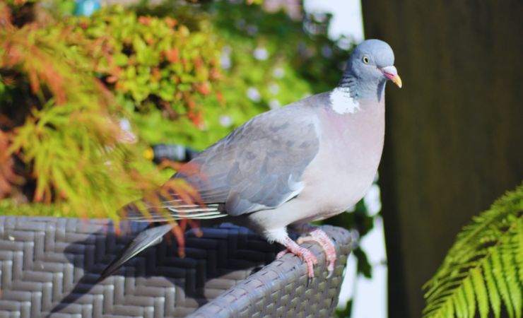 piccione sul terrazzo