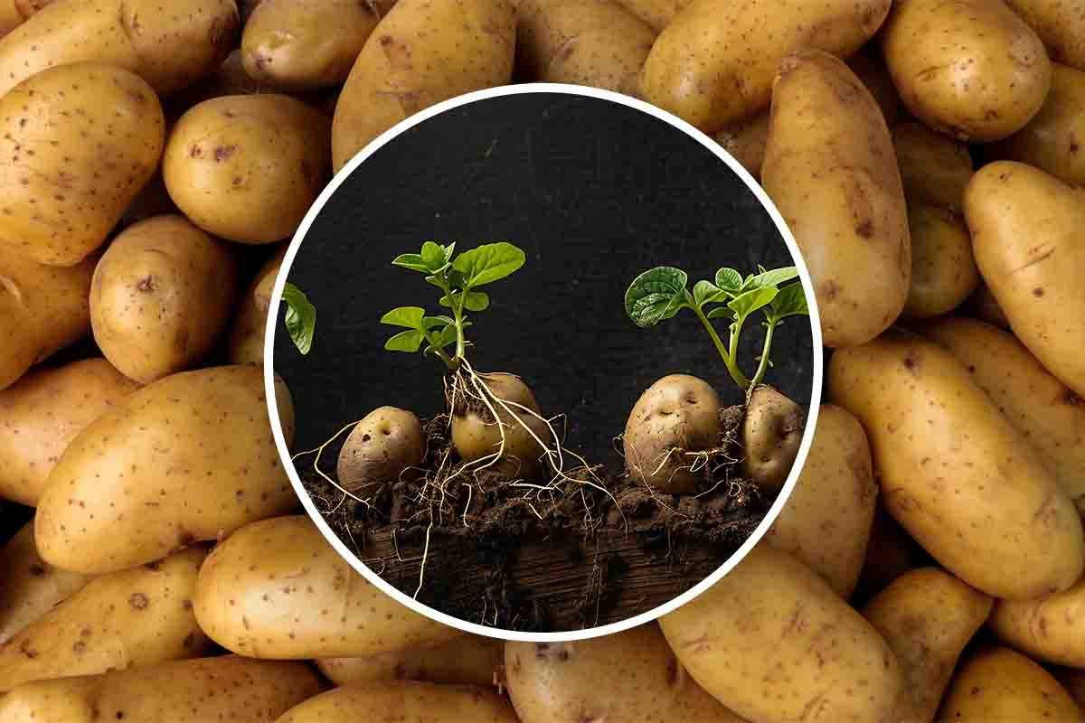 Patate che germogliano
