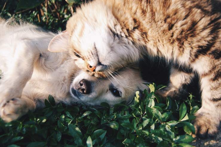 cane e gatto abbracciati