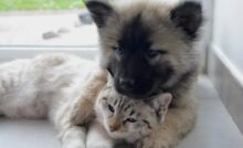 cane e gatto abbracciati