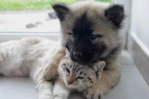 cane e gatto abbracciati