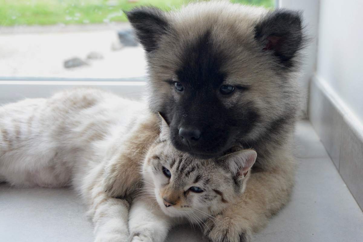 cane e gatto abbracciati