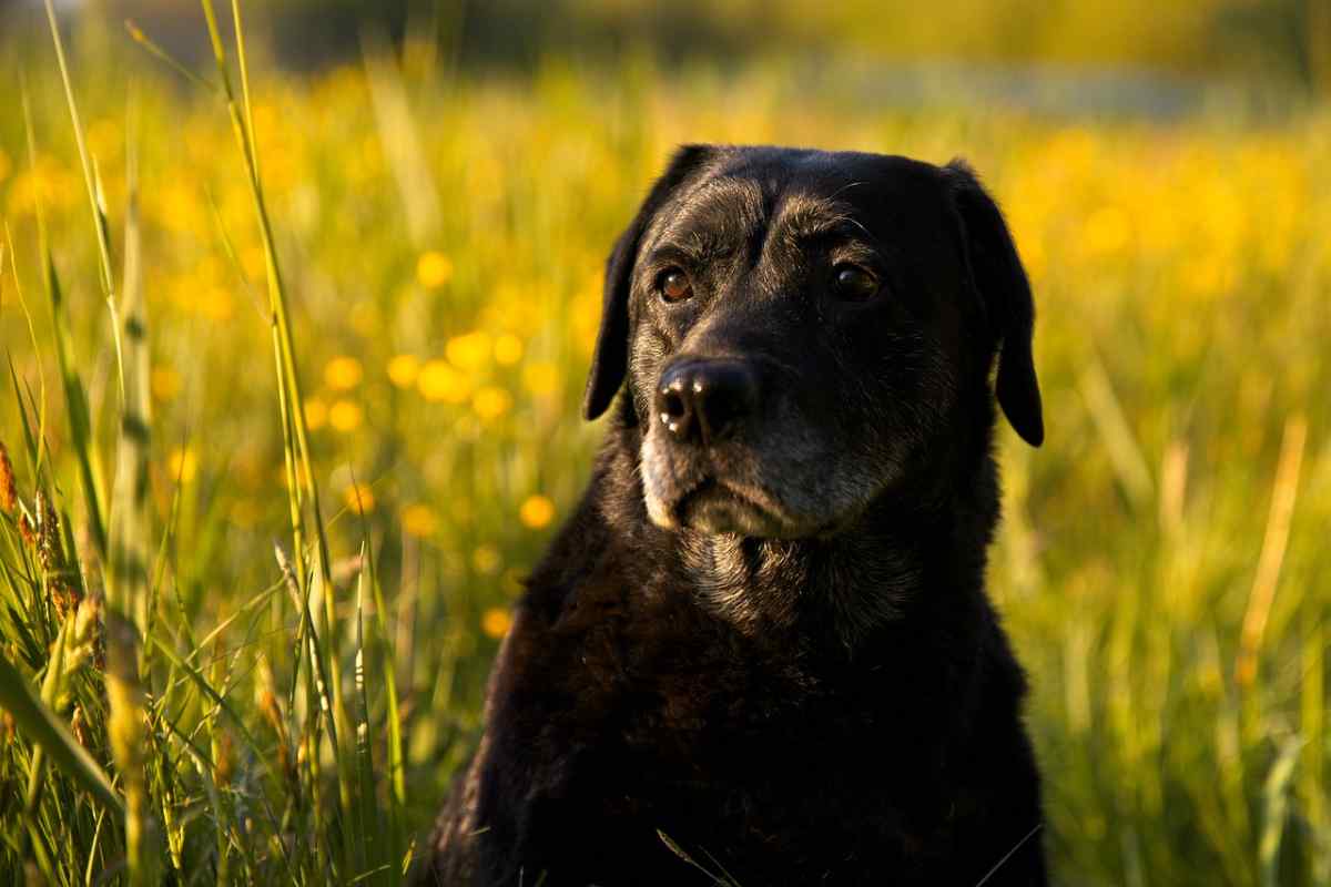 cane