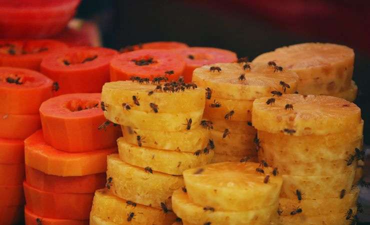 frutta con i moscerini