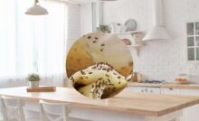 cucina e moscerini nel cerchietto
