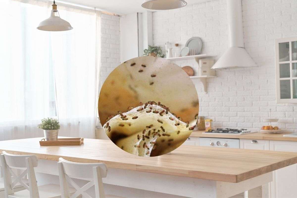 cucina e moscerini nel cerchietto